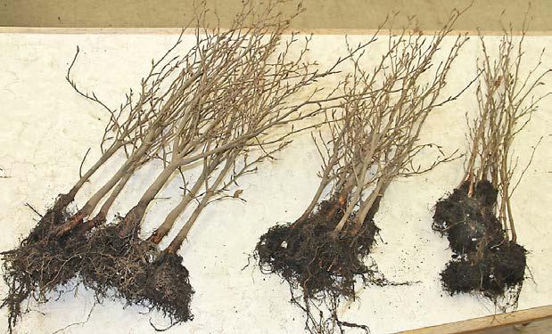 They do not need a large number of roots at this stage. Most of the top growth will be shortened after positioning.