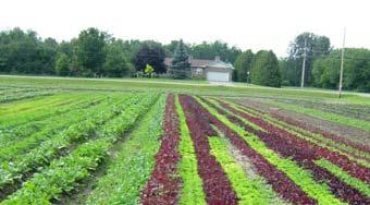 Area with vegetables Greenhouses 120 ha Major crops: