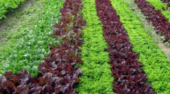 (1,580 ha organic) Major crops: pea, carrot, onion,