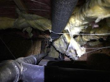 Insulation damaged/missing in areas of the crawlspace, recommend conditions are