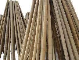 Bamboo Drying Process Select the bamboo: More mature bamboo culms are preferable for harvest ideally a 3 to 5 year old bamboo culm (for hardness and strength).