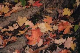 Seasonal Maintenance Checklist Fall Page Check window wells and clear them of leaves and debris if necessary...23 Inspect your roof.
