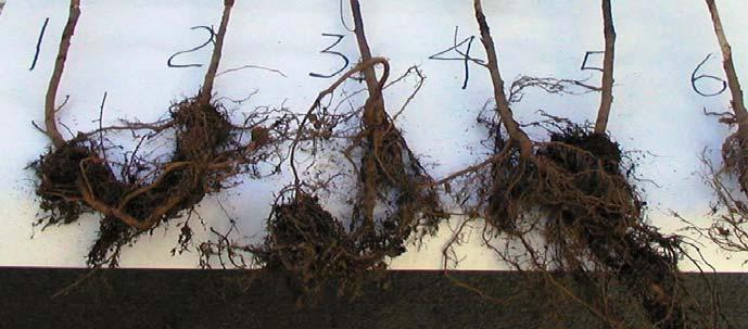 Root-Collar Weevil