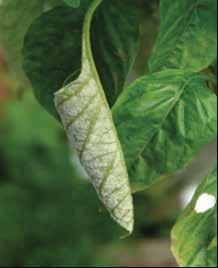 Powdery mildew Damage/symptoms White powdery growth on leaves. Leaf curling. Yellow-brown leaf discolouration. Control Weeding.