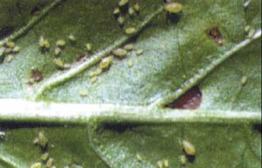 Spider mites Damage/symptoms Distortion, curling, shedding or discolouration of leaves.