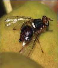Fruit flies Damage/symptoms Fruit fly larvae (maggots) do not have a separate head. Cause ripening fruits to rot. Control Weeding to remove host plants.