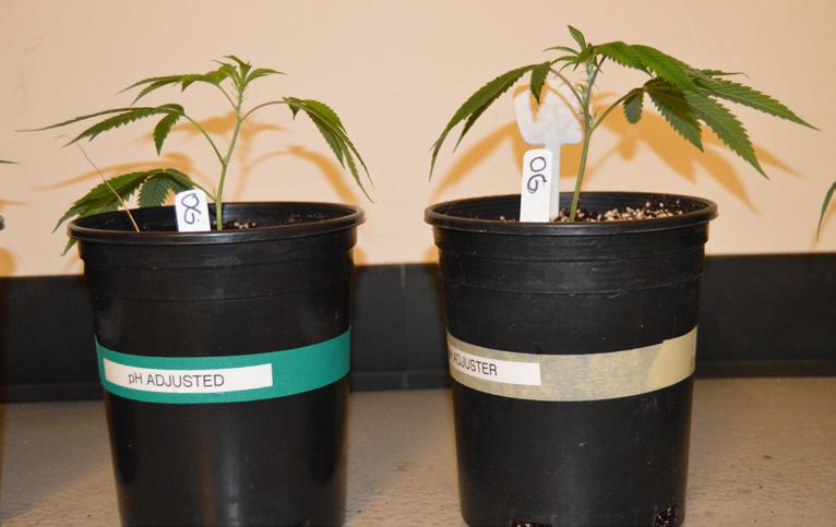 RX GREEN TRIAL Purpose: To understand how cannabis yields are affected when grown with solution at conventional ph levels (5.6-5.8), versus solution that is not ph adjusted at all (4.3-5.0).