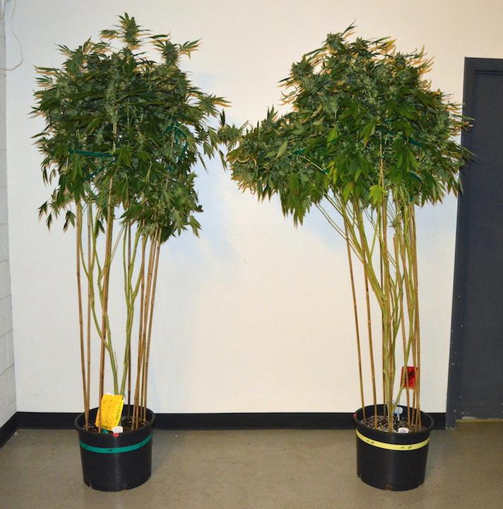 All other factors in the trial were the same. All plants were grown in a coco/perlite media. Pictures: (3.7.15) (7.24.