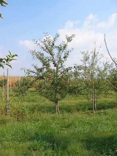 Nutrient Management for Perennial Fruit Crops Practical Experiences in