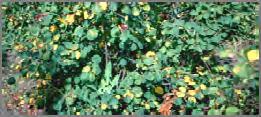 Entomosporium Leaf & Berry Spot