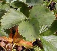vary by cultivar Purplish spots on leaves Centres become grey or white with reddish to purplish borders May cause black seed