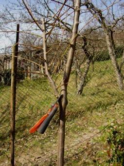 Zahn style pruning stone fruits -