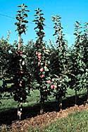 Type of varieties (apple trees) Type 1 spur-type and compact varieties - Short internodes Little branching spur-type trees Branching in