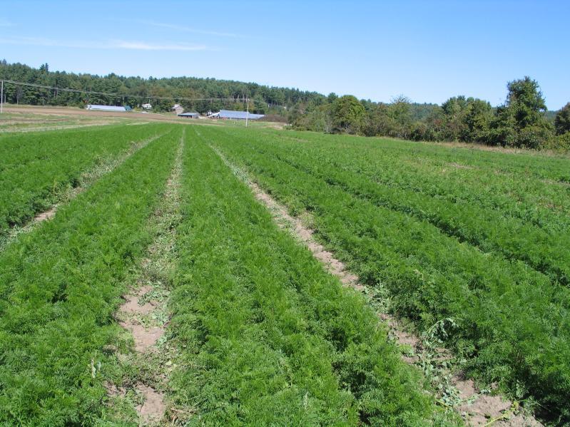 Organic Weed Management at River Berry Farm a Case Study Background. David Marchant and Jane Sorensen are the owner/operators of River Berry Farm where they have farmed since 1991.