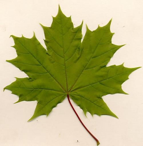 Norway Maple Acer platanoides LEAF OPPOSITE branching pattern. SIMPLE leaves with 5 lobes. Milky sap exudes from broken leaf stalk.