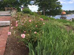 I encourage members to also come to the gardens every other Wednesday this summer, beginning June 27, from 9:00 a.m. to 11:00 a.m., to help Terese D Orso weed, water and maintain this beautiful historical site.