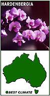 violacea) Turf: Soft-leaf Buffalo Cost and availability We used some mature plants in our makeover to create an