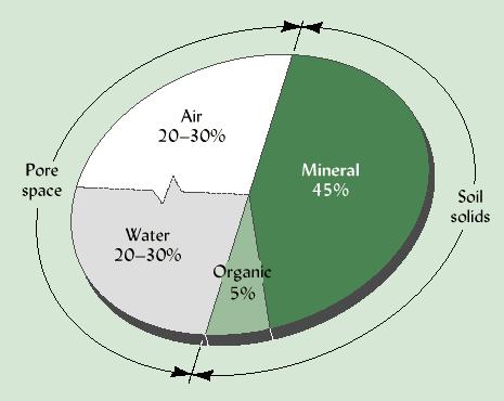 VOLUME COMPOSITION OF SOIL Volume composition of a loam surface soil when conditions are good for plant growth.