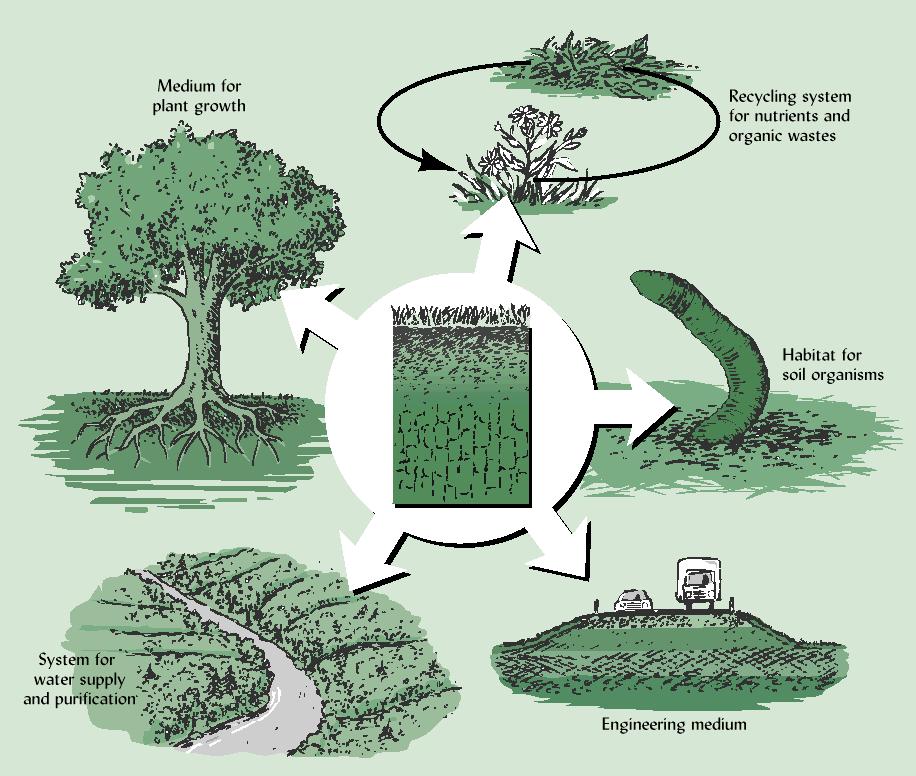 ECOLOGICAL ROLES OF SOIL FUNCTIONS FIGURE 1.