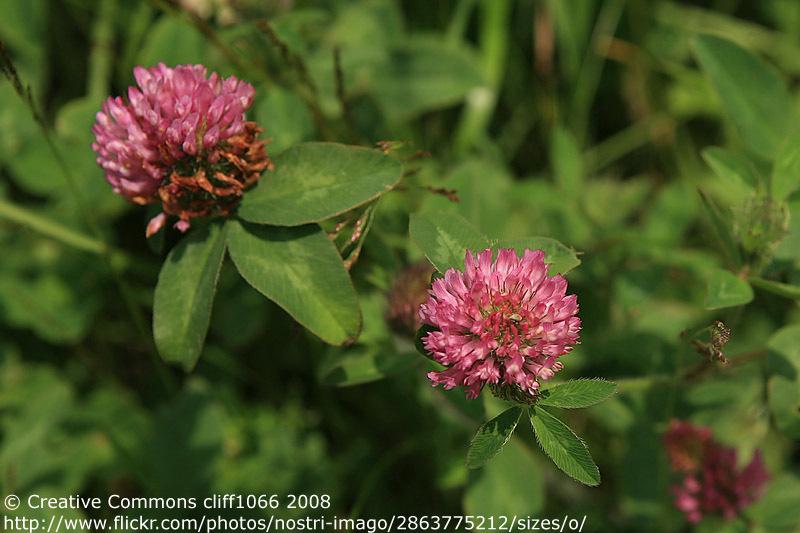 Soil and Nutrient Network Red Clover Red clover is a legume and will fix nitrogen. It is a tried and tested green manure. Once established it will grow rapidly and may persist up to three years.