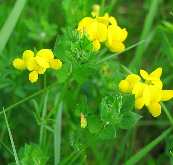 Soil and Nutrient Network Yellow Trefoil / Black Medick This is a nitrogen fixing plant. It is a short lived (annual or biennial) plant with a low growth habit.