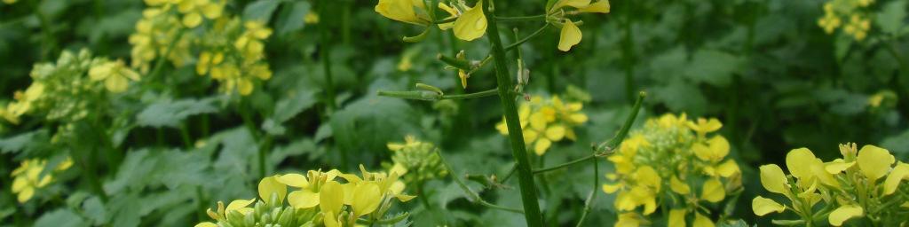 It can potentially reach heights of up to 1 metre. Mustard This is a short term nitrogen holder that can quickly produce a lot of biomass.
