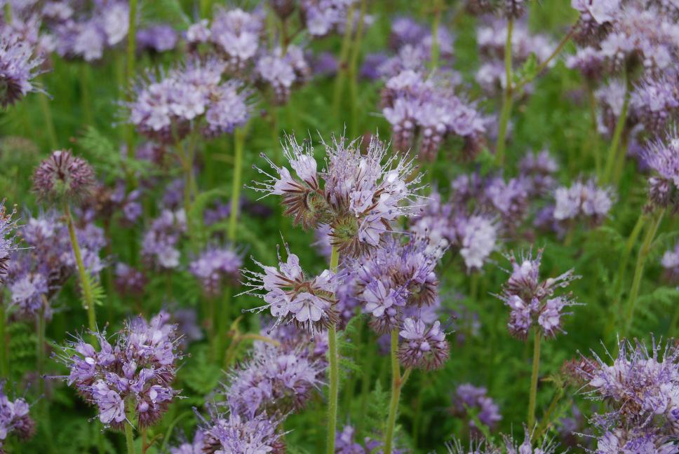 Soil and Nutrient Network Phacelia This is a quick growing plant which establishes rapidly and is good at suppressing weeds.