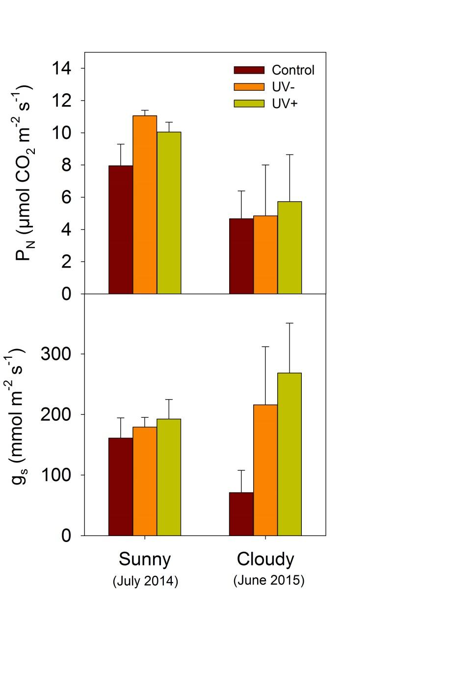 Photosynthesis during sunny and cloudy days The daily net photosynthesis was reduced in the control treatment in comparison to leaves protected by the rain shield on