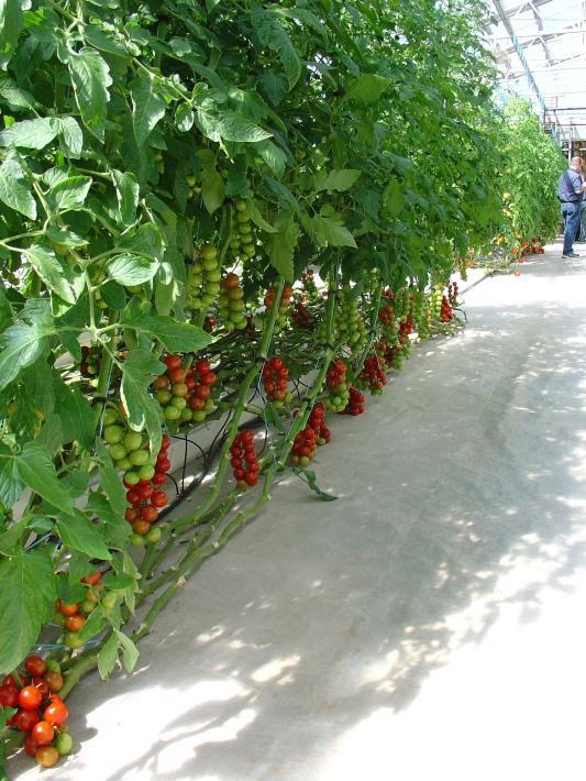Grower Experience is the most important factor of all: Learning to Read the Plant Identify problems early and make the proper adjustments quickly For example, here is what we look for in tomato :