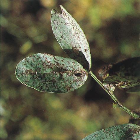 spread to the leaf edge. Inset - Ascochyta lesion.