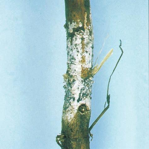 Note white fungal growth (fungal sclerotes develop in