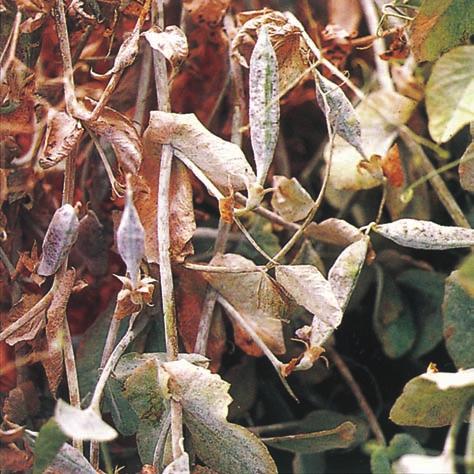 54 Powdery mildew on pea leaves is characterised