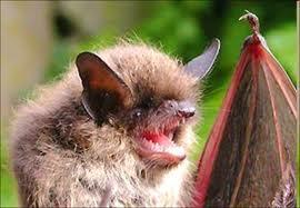 During construction, with mitigation measures implemented, there are likely to be minor adverse impacts on nearby statutory designated sites; moderate / minor beneficial impacts on bats; minor