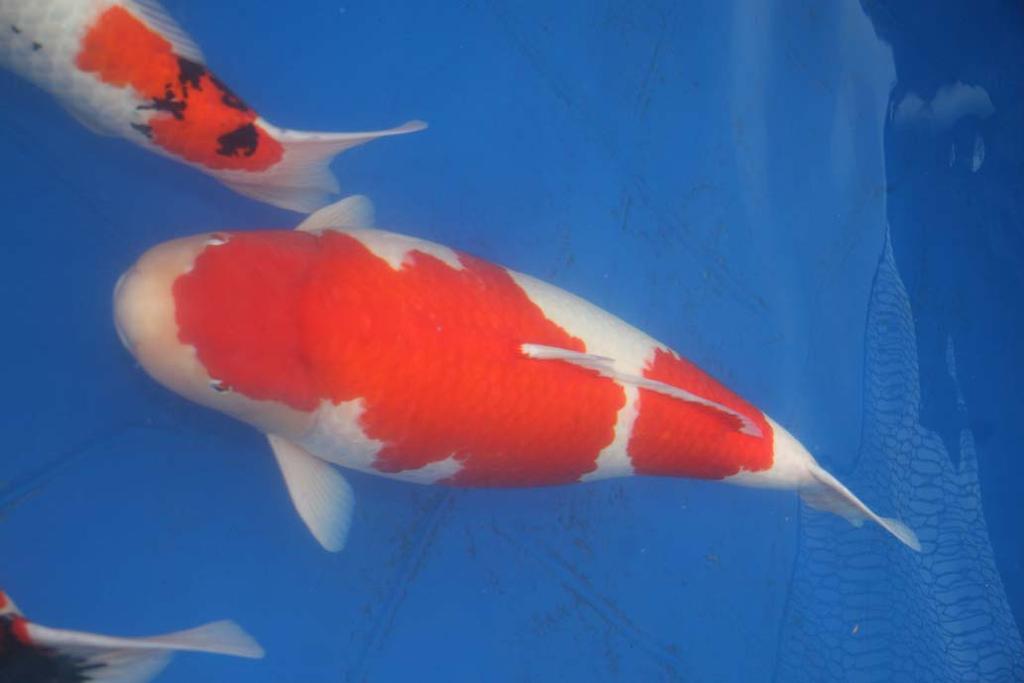 2010 Kwa Zulu Natal Show. The South African koi hobby is about 10years younger than it s British counterpart but that s short enough to have caught up and provide koi shows that compete with ours.