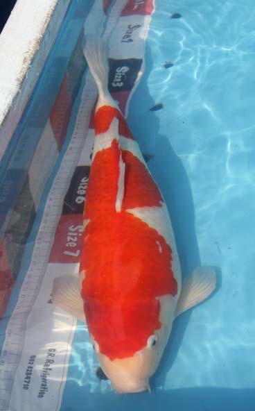 South East Friendship Award owned by Harry Beckx JuniorChampion owned by Mike Harvey Baby Champion owned by Jamie Stedman The Penrith Koi Farm is located within a sugarcane plantation which is Jamie
