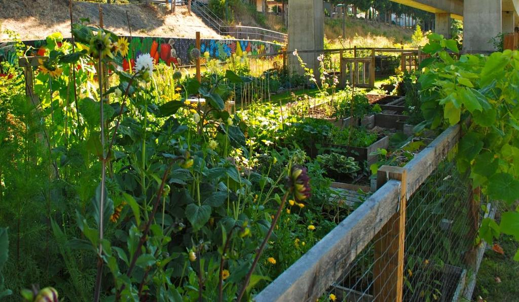 COMMUNITY GARDENS High priority GCAP action, supports Food Strategy Annual request for