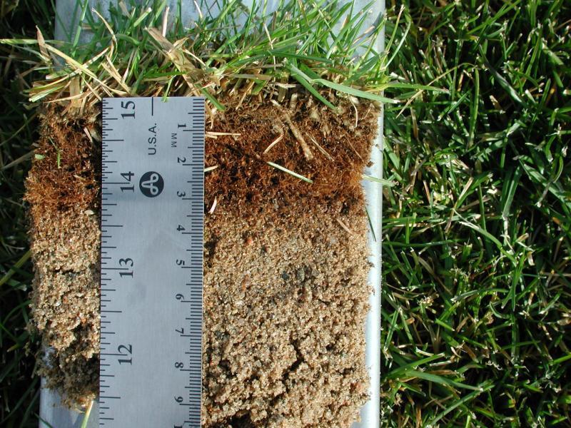 Thatch Can be healthy Purdue Solutions: