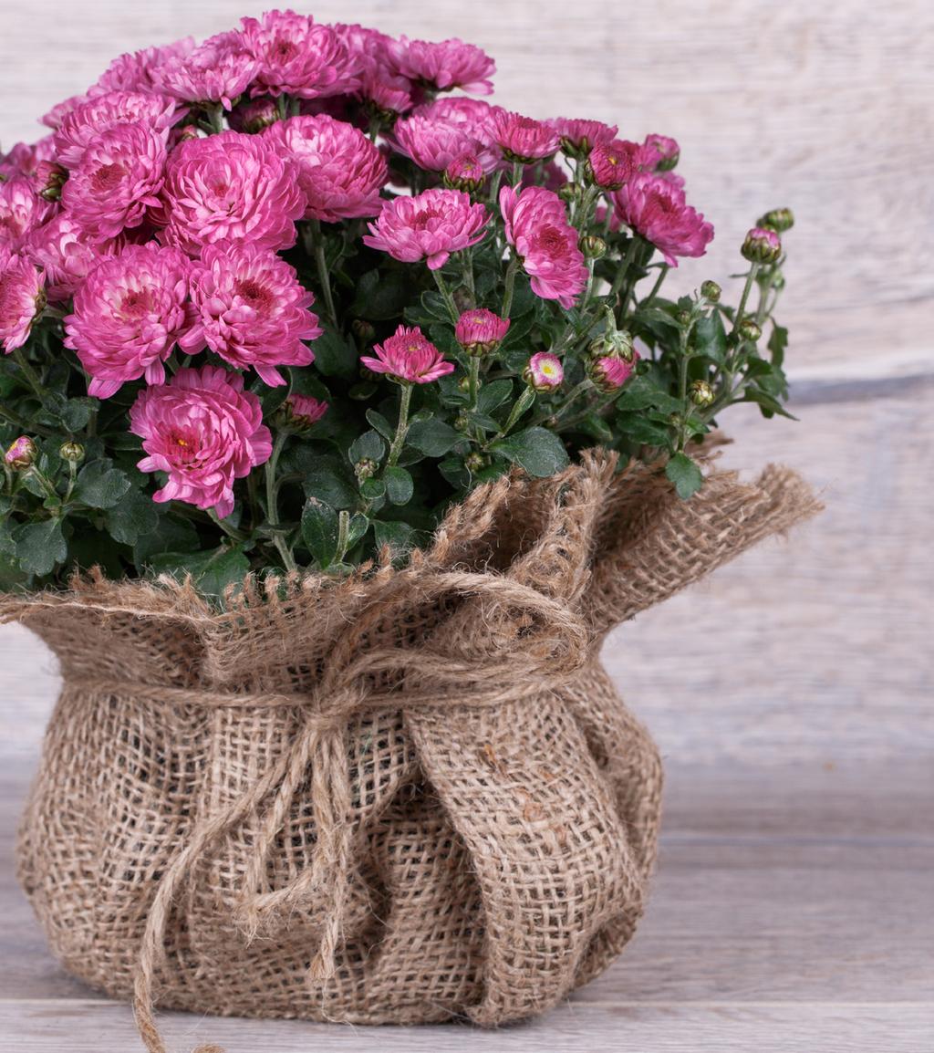 Fall Mums Mums are available from mid-august until early October. We use a wide variety selection to ensure fresh blooms in all the major color groups throughout the season.