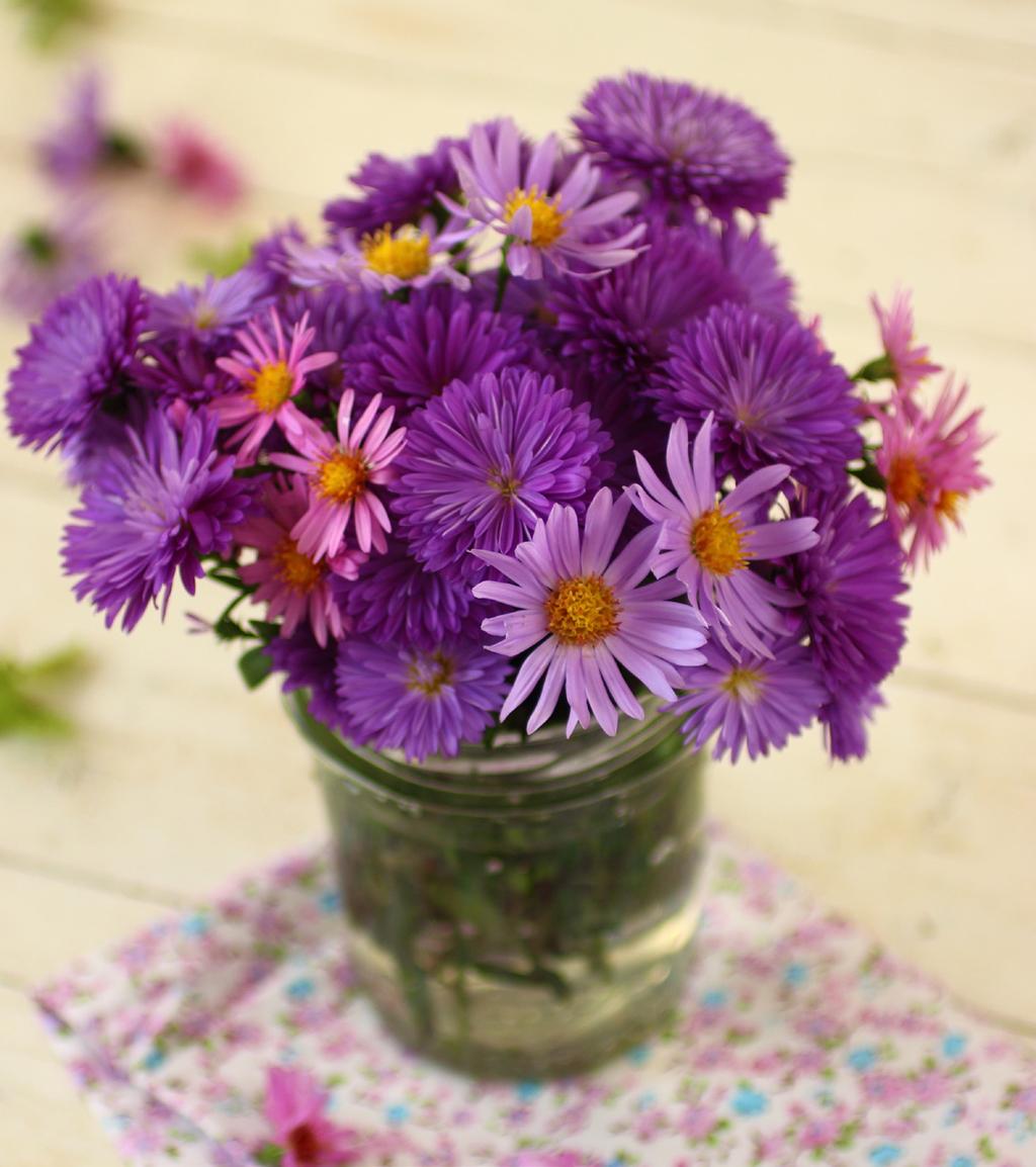 Asters Asters make a tremendous addition to the fall garden, offering shades of blue and purple that are not available in mums, as well as