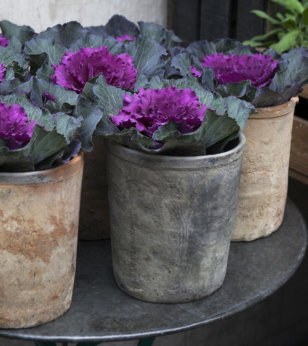 Flowering Cabbage & Kale Bringing brilliant color to borders, containers, or entire plantings, flowering cabbage and kale are the perfect fall season extender.