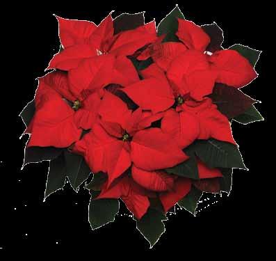 We include our ideas on how the cultivars will fit in the poinsettia market.
