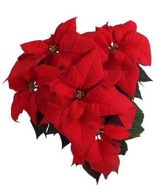 titan white Hera Red christmas party titan pink red soul Christmas beauty queen Hera Red (Beekenkamp) is another attractive cultivar with good potential for later markets with a finish time of about