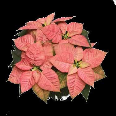Titan Pink (Syngenta) has bright pink bracts with darker veins so the vein pattern stands out. The numerous cyathia have pink tones that match the bract color.