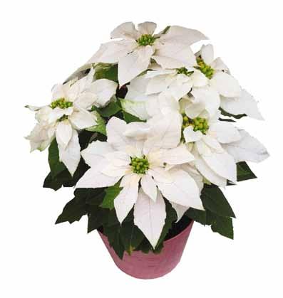 Princettia Max White (Dümmen/ Ecke) is a hybrid with a true white bract color that is much better than any of the poinsettias. In fact, the color is as white as a sheet of paper.
