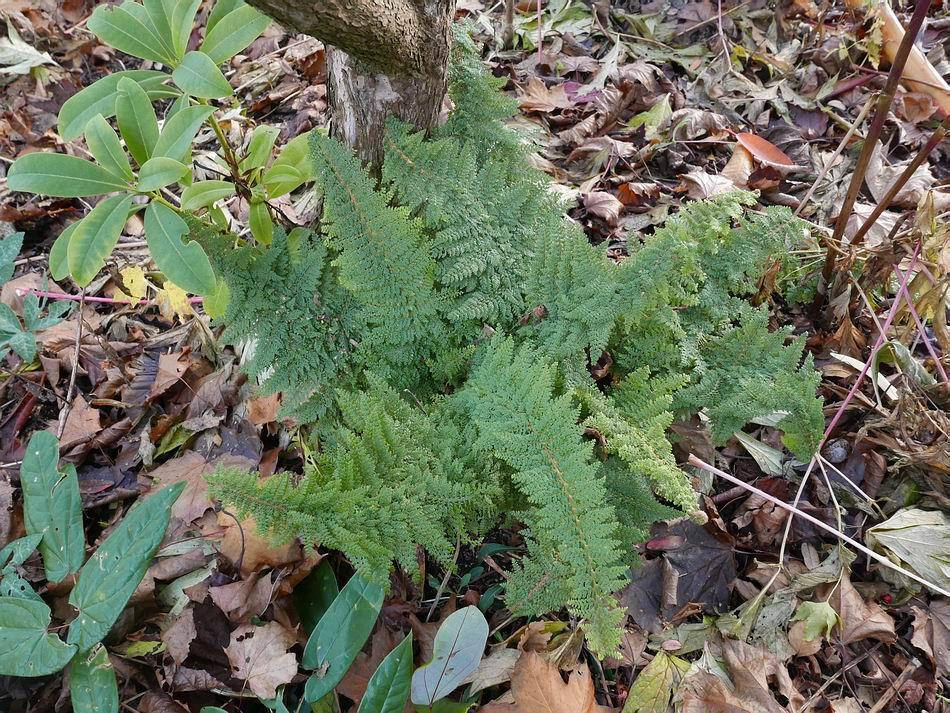 The fronds of many ferns stay green providing decoration