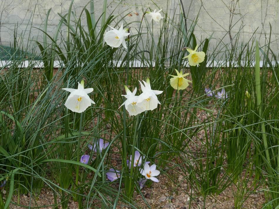 The recent mild conditions have resulted in many of the Narcissus growing in the sand beds to open their flowers.