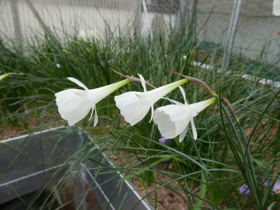 This plant has been assigned to Narcissus cantabricus var foliosus 