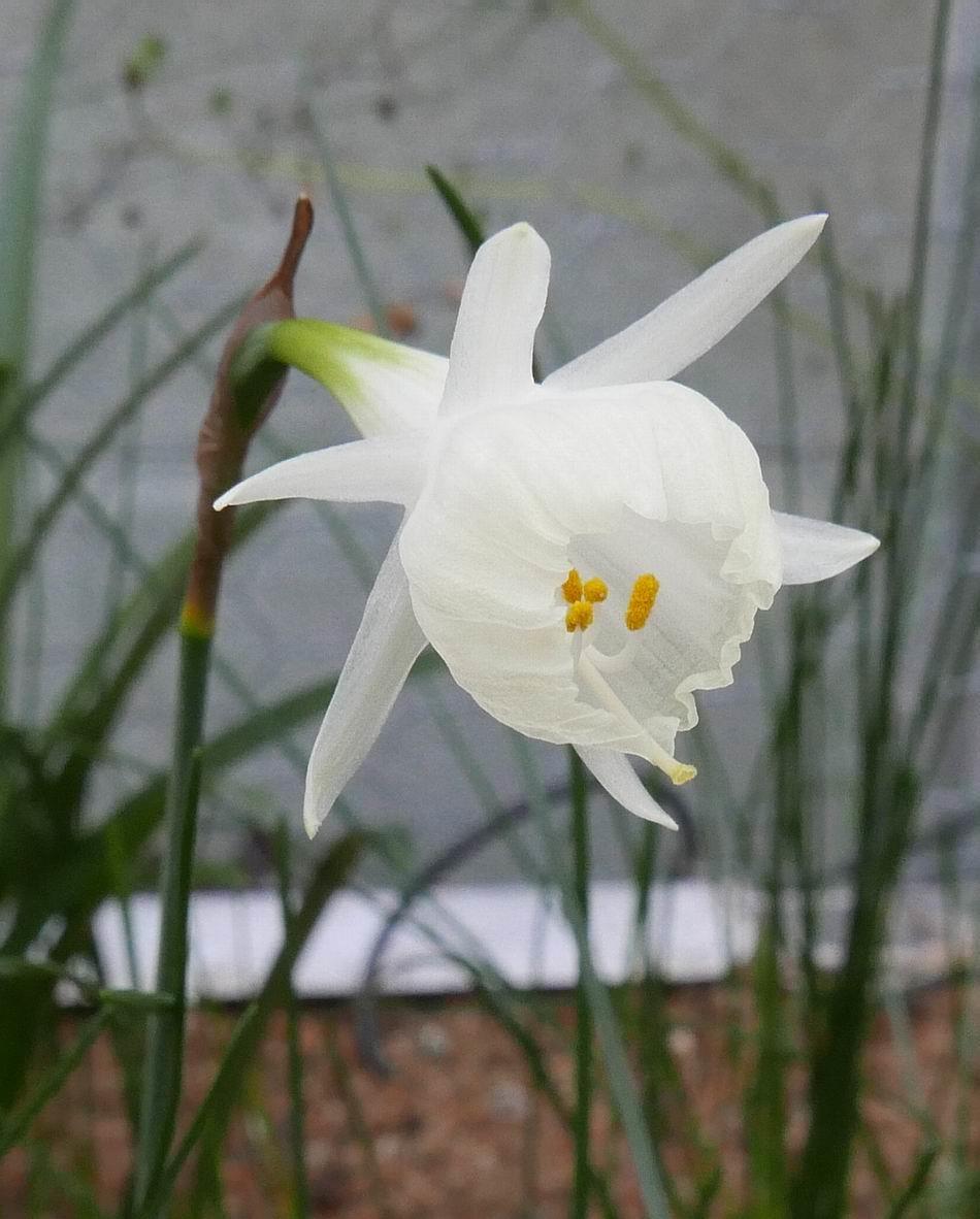 Unusual Narcissus flower. Oddities, like this Narcissus seedling, will often appear in plants and seedlings.