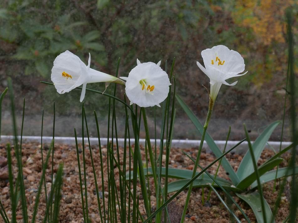 some similarities to Narcissus albidus ssp.