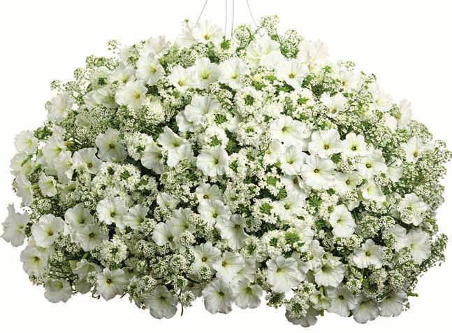 Gardeners turn to wondrous white to create a fresh,